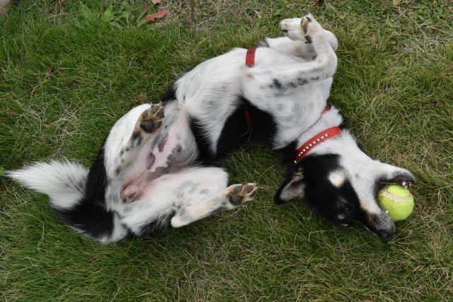 犬の目が充血しているときに考えられる病気以外の要因