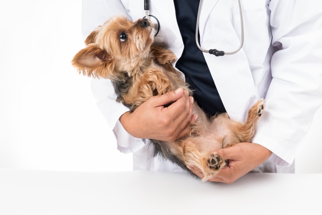 犬の目が充血しているときに行われる検査と治療