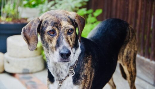 犬の目の充血で考えられる病気・症状｜見分け方と動物病院を受診すべきサイン