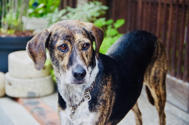 犬の目の充血で考えられる病気・症状｜見分け方と動物病院を受診すべきサイン