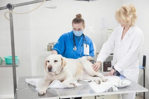 犬の鼠径ヘルニアとは