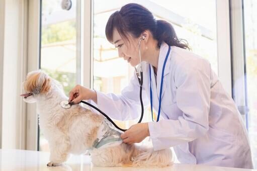 犬の鼠径ヘルニア｜外見の特徴と症状