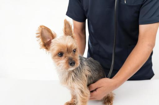 鼠径ヘルニアになりやすい犬種