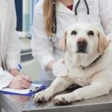 犬が鼠径ヘルニアかも？症状や原因、治療法と手術費用の目安を解説