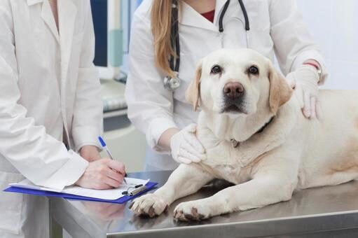 犬が鼠径ヘルニアかも？症状や原因、治療法と手術費用の目安を解説