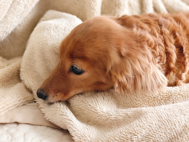 犬の6種混合ワクチンを受けた後の自宅での過ごし方