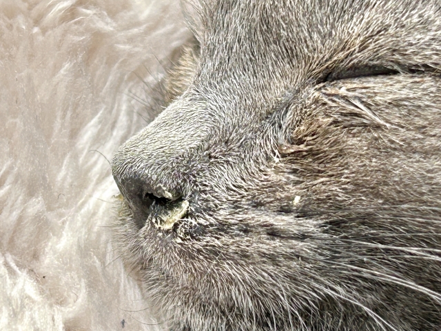 猫の蓄膿症とは?