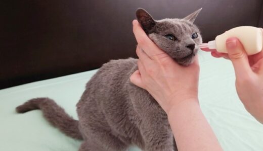 猫も蓄膿症になる？症状や原因、検査や治療方法、自宅でのケアのポイントを解説