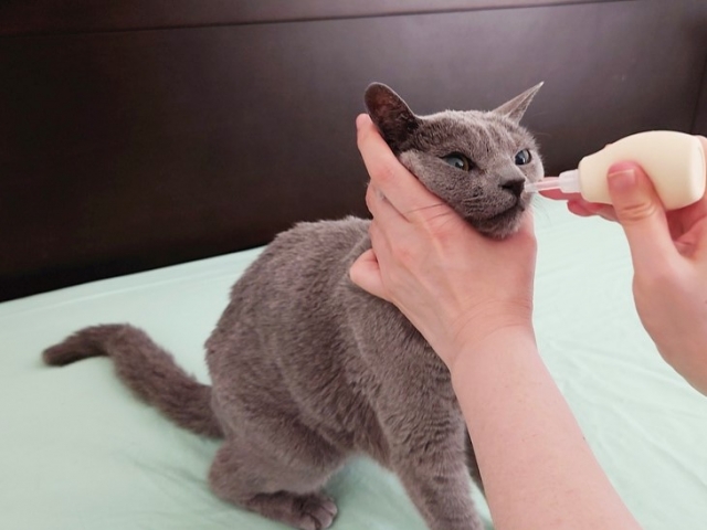 猫も蓄膿症になる？症状や原因、検査や治療方法、自宅でのケアのポイントを解説