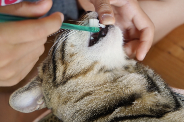 蓄膿症の猫を自宅でケアするときのポイント