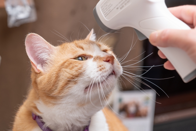 猫の蓄膿症の検査と治療