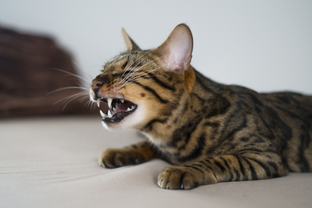 猫の蓄膿症でみられる症状と行動の特徴