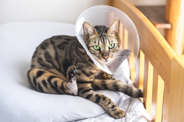 ダニが猫に与える健康被害