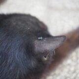 猫のフィラリア症とは？感染経路や治療法、自宅でできるケアや予防法を解説
