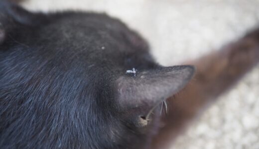 猫のフィラリア症とは？感染経路や治療法、自宅でできるケアや予防法を解説