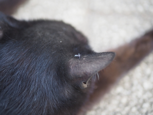 猫のフィラリア症とは？感染経路や治療法、自宅でできるケアや予防法を解説