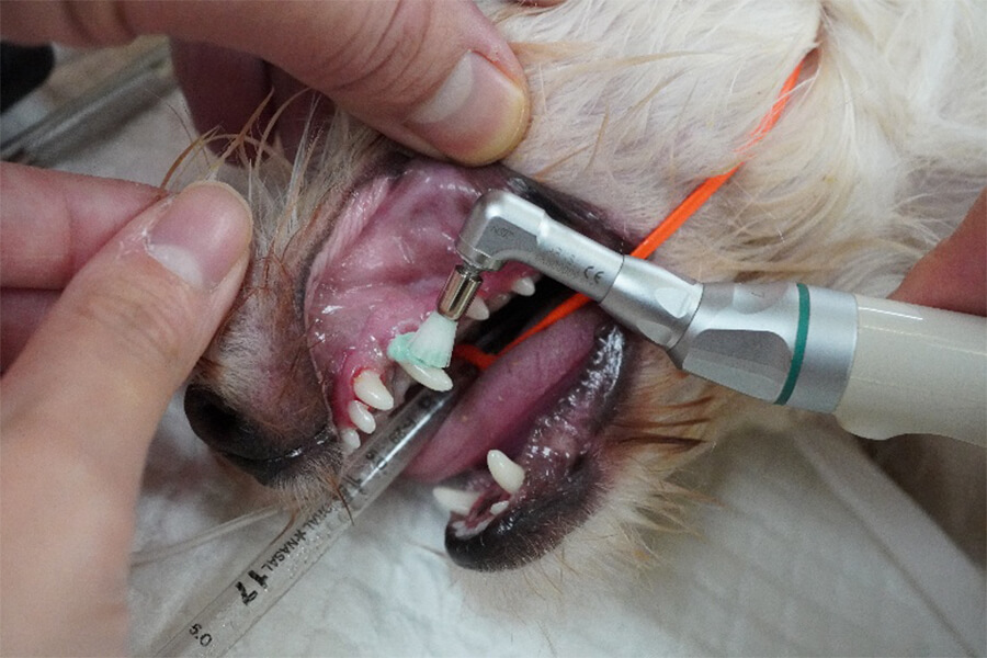 駅前通り動物病院