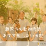 【2025年】藤沢市の動物病院 おすすめしたい6医院