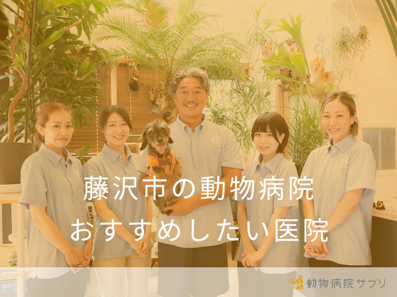 藤沢市の動物病院 おすすめしたい医院