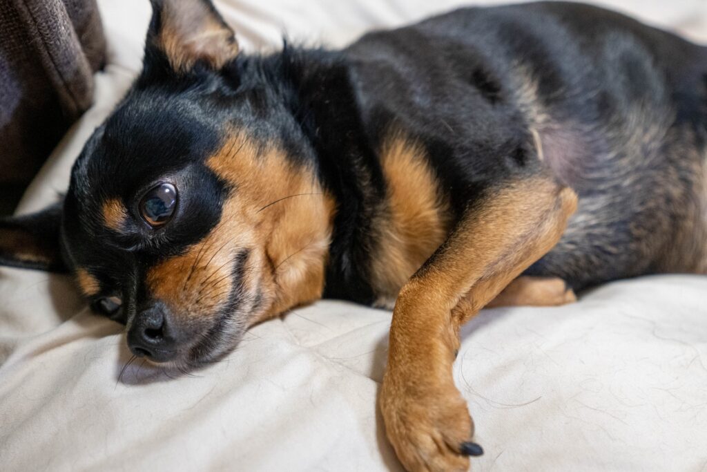 犬のてんかん発作