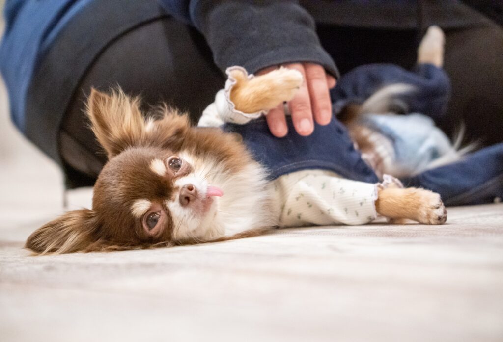犬のてんかん症状が起きたときの対処法