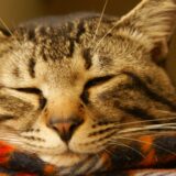 猫の目が開かないのはなぜ？考えられる原因と対処方法、受診の目安も解説