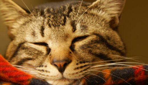 猫の目が開かないのはなぜ？考えられる原因と対処方法、受診の目安も解説
