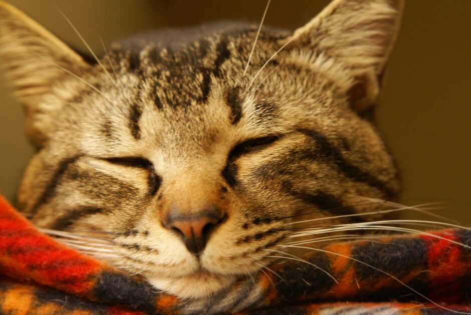 猫の目が開かないのはなぜ？考えられる原因と対処方法、受診の目安も解説