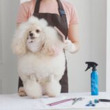 トリミングに使うハサミとバリカンの違いは？それぞれのメリットとデメリットを解説