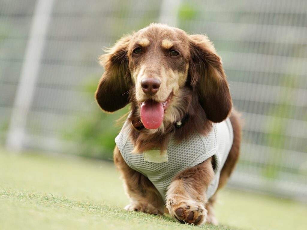 走る犬