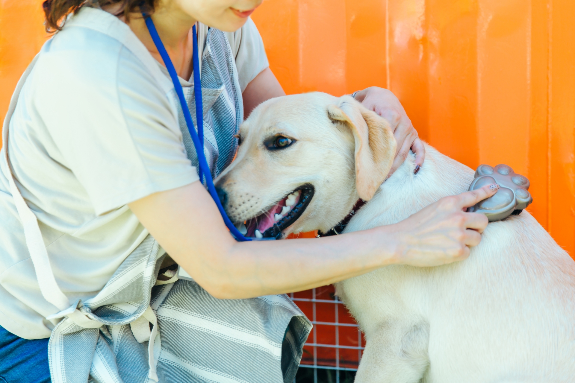 犬の毛並みを整える女性
