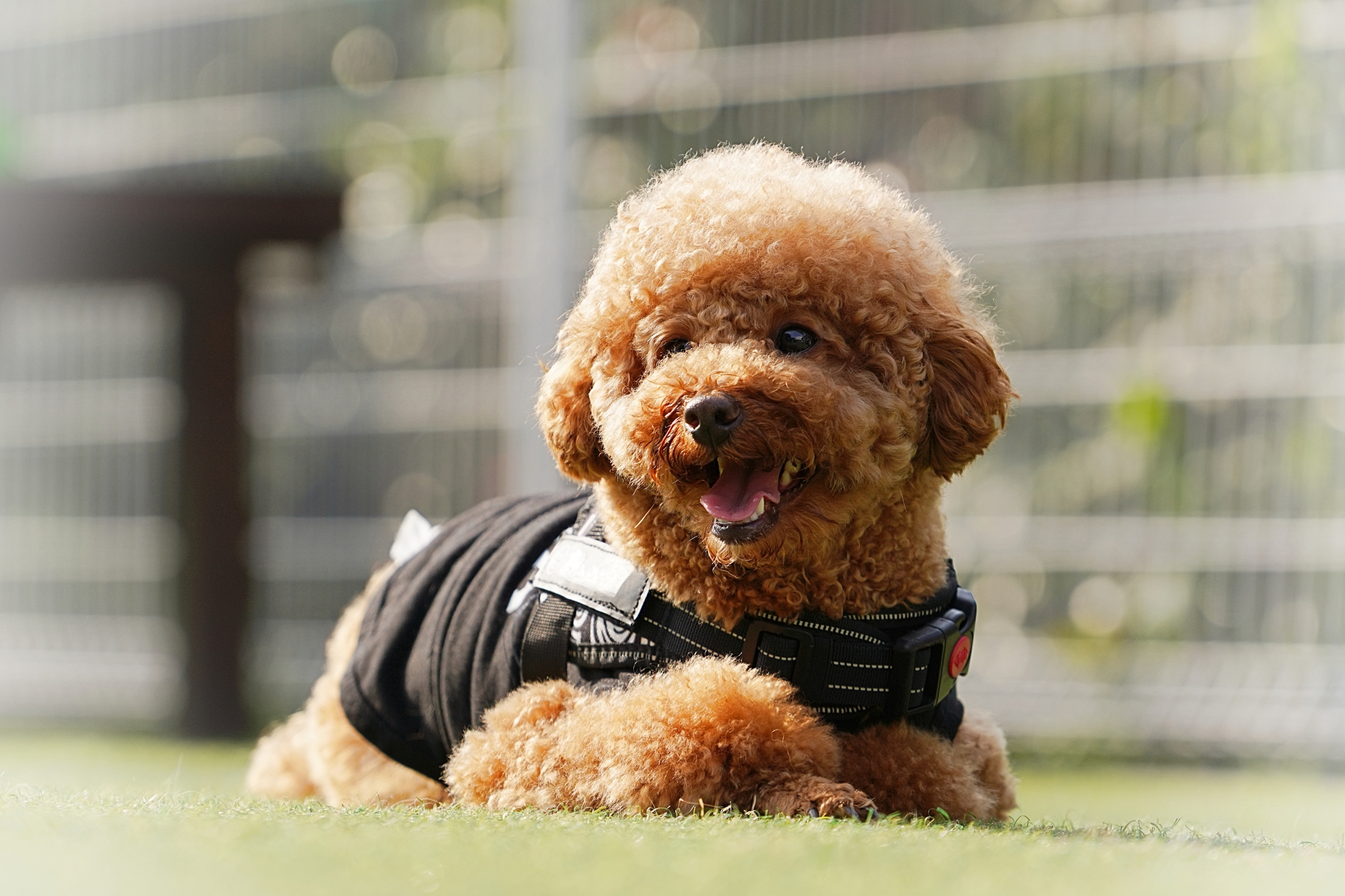 お外に出ている犬