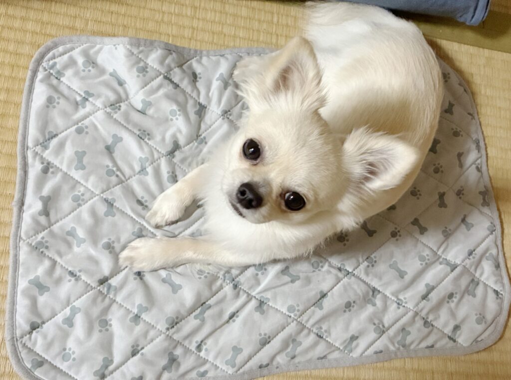 シートに座る犬