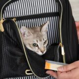 ペットホテルは何歳から宿泊可能？幼少期のペットに適した預け先の選び方や利用時の注意点も解説