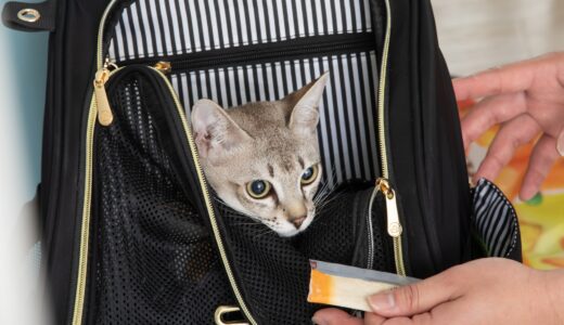 ペットホテルは何歳から宿泊可能？幼少期のペットに適した預け先の選び方や利用時の注意点も解説