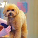 「トリミング中にペットが怪我をすることはある？原因と対処法、トラブルを防ぐポイントを解説」