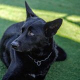 保護犬はしつけ教室に通わせるべき？しつけの重要性や飼い主が押さえておきたい注意点などを解説