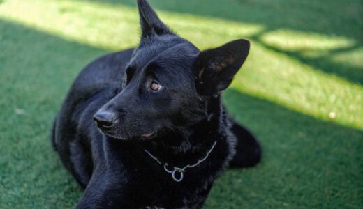 保護犬はしつけ教室に通わせるべき？しつけの重要性や飼い主が押さえておきたい注意点などを解説