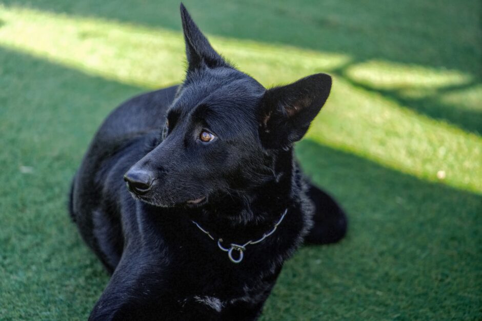 保護犬はしつけ教室に通わせるべき？しつけの重要性や飼い主が押さえておきたい注意点などを解説