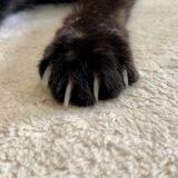 猫の爪切りは動物病院に任せるべき？施術の流れや料金相場も解説