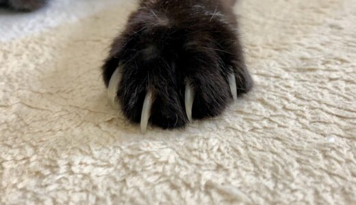 猫の爪切りは動物病院に任せるべき？施術の流れや料金相場も解説