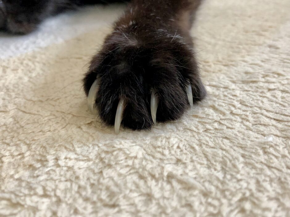 猫の爪切りは動物病院に任せるべき？施術の流れや料金相場も解説