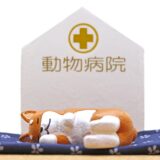 動物病院が初めての方へ｜持ち物のポイントや通院時の注意点を解説