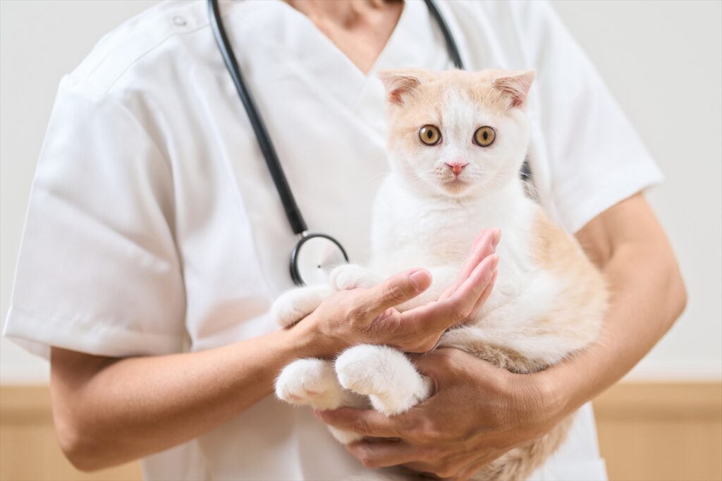 動物病院のレントゲン検査の前後で注意すること