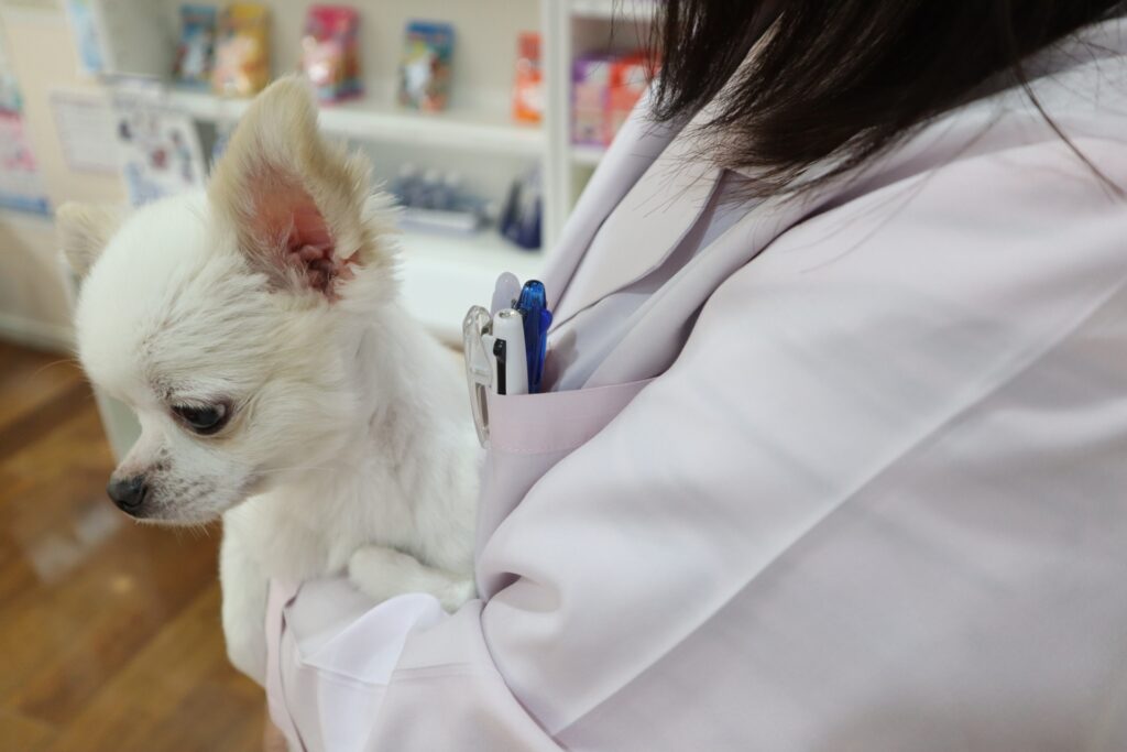 犬のてんかん発作で動物病院へ行くタイミング
