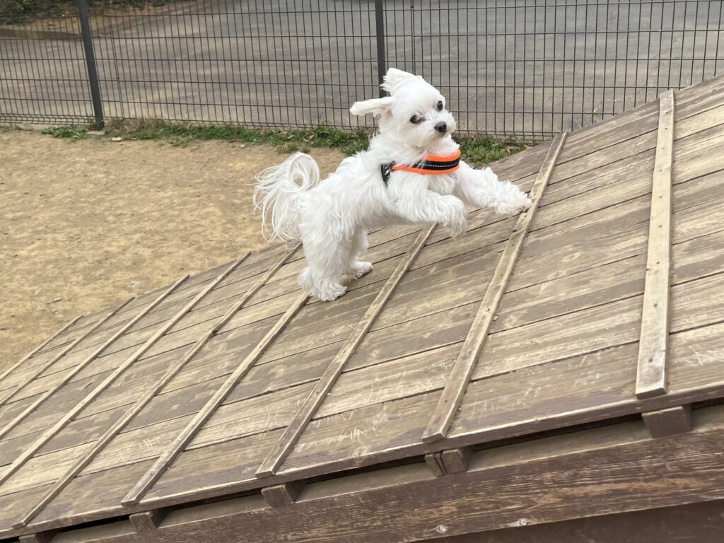 犬がヘルニアになる原因