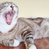 猫の抜歯が必要なケースとは？治療費用や抜歯を防ぐためのケア方法も解説