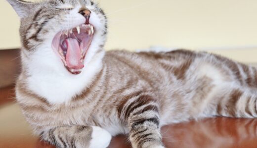 猫の抜歯が必要なケースとは？治療費用や抜歯を防ぐためのケア方法も解説