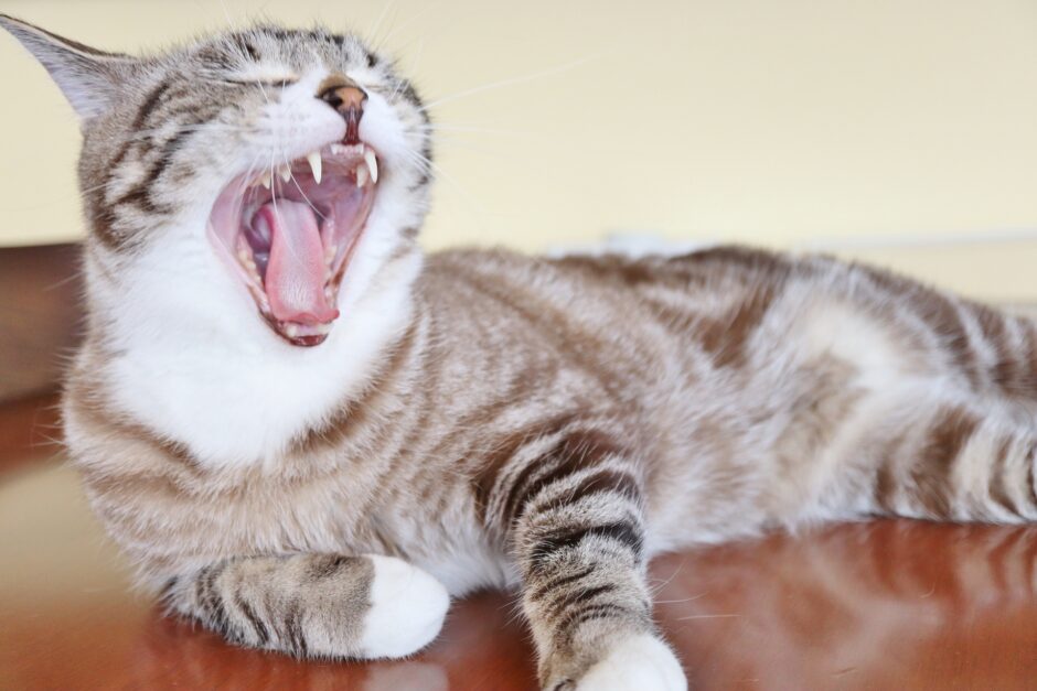 猫の抜歯が必要なケースとは？治療費用や抜歯を防ぐためのケア方法も解説