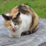 猫が無駄鳴きする原因とは？考えられる病気や対策も解説します
